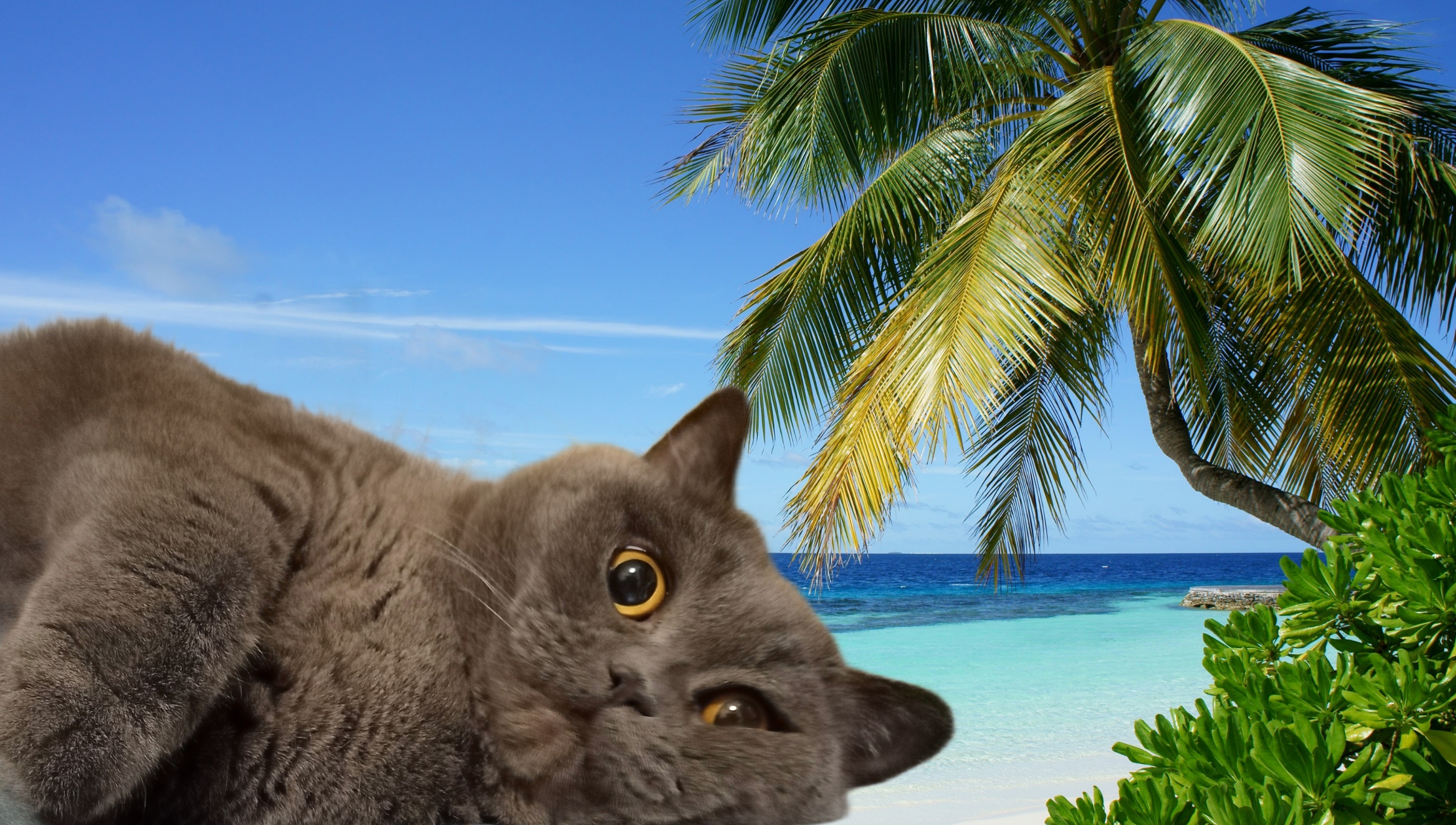 Breathing Cat